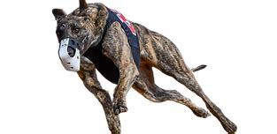 track info greyhounds|TrackInfo: Programs, Replays, Results .